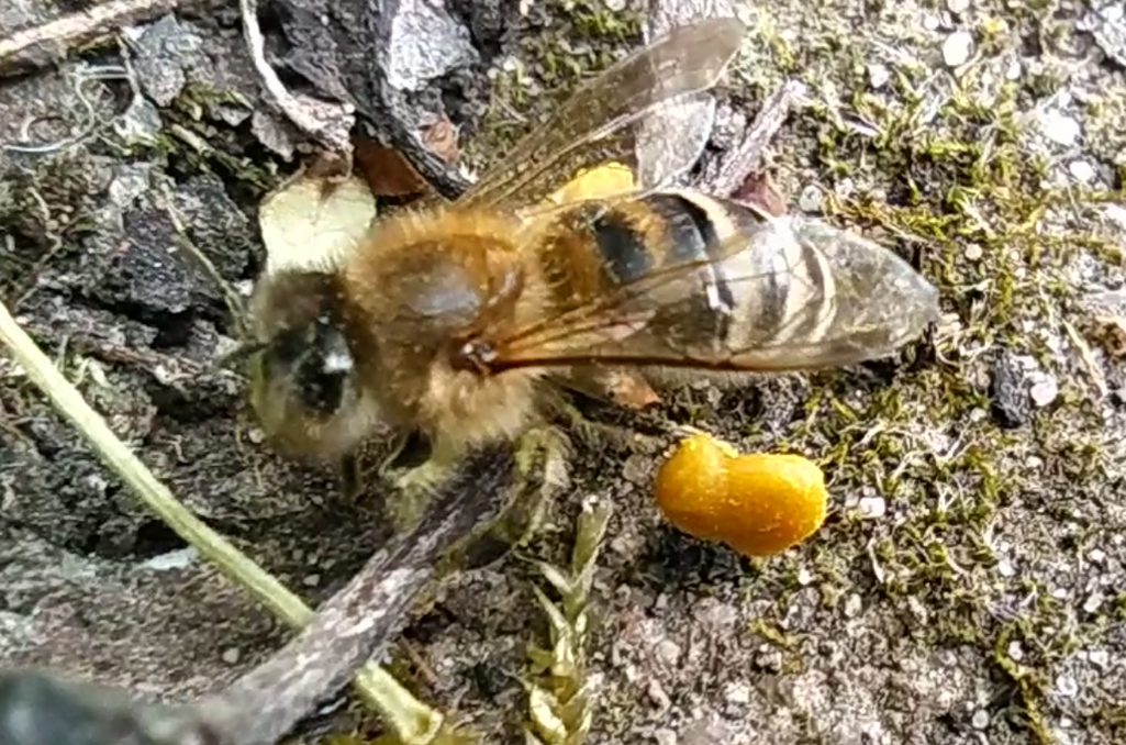 eine Honigbiene bestäubt mit Pollen und großen Pollenhöschen