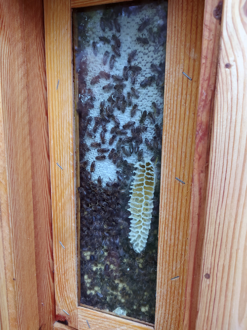 Bienen auf der Wabe - Ansicht durch das Fenster einer Ramelli 18 Beute
