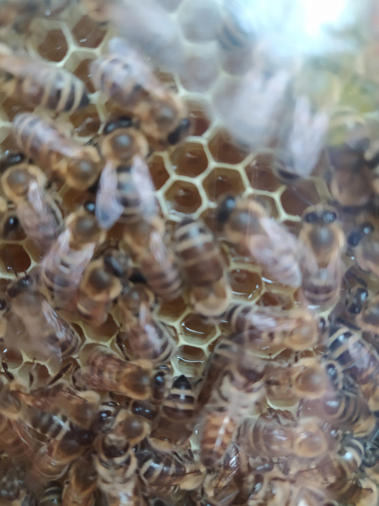 Honigbienen auf einer Wabe mit unverdeckltem Honig